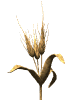 wheat